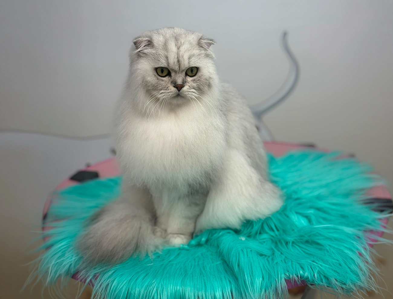 Professional cat grooming in Spalding at Tidy Tails by Anastasiia