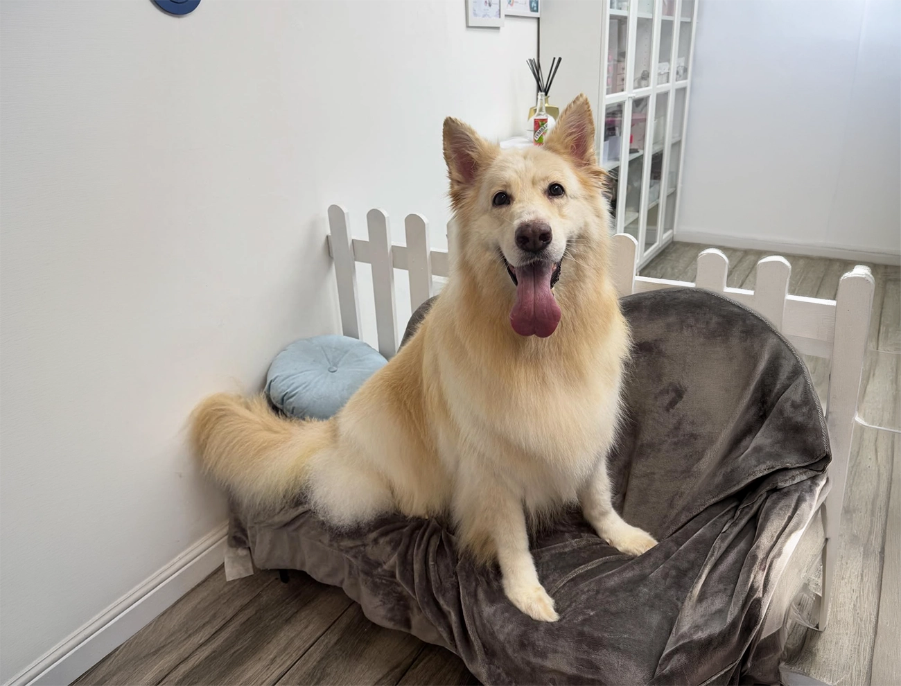 Professional dog grooming in Spalding at Tidy Tails by Anastasiia