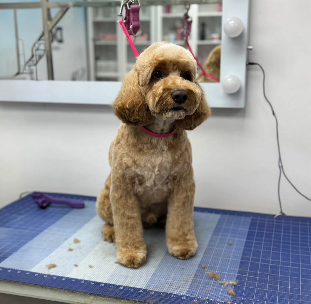Professional dog grooming in Spalding at Tidy Tails by Anastasiia