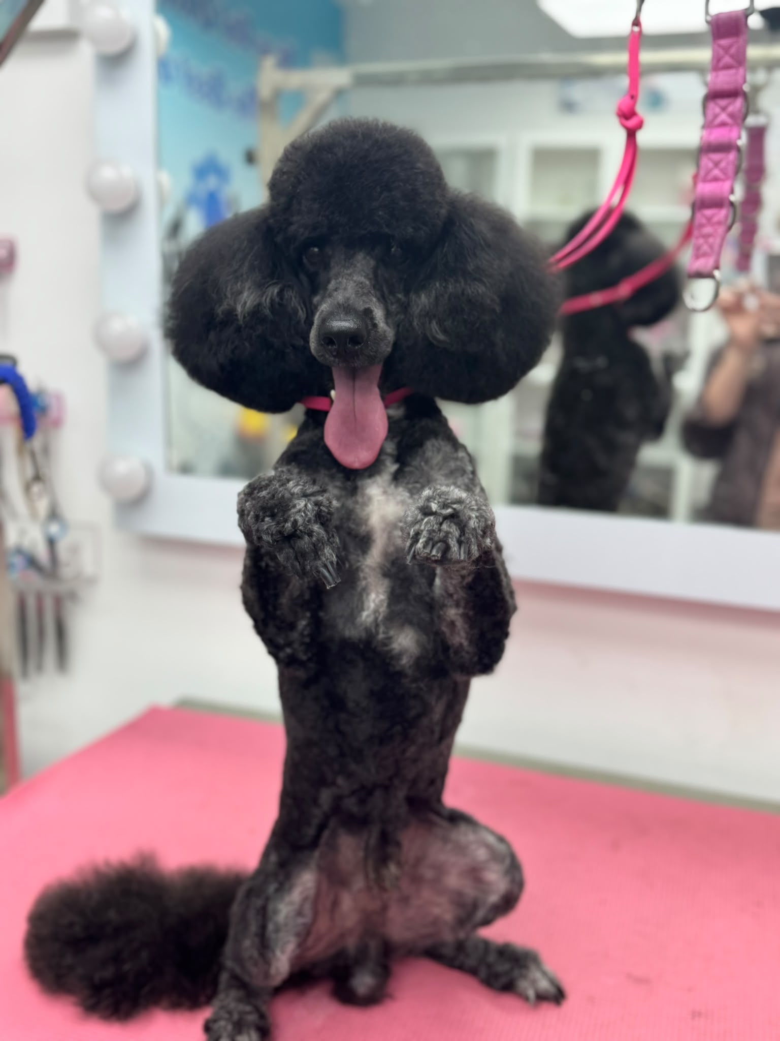 Professional dog grooming in Spalding at Tidy Tails