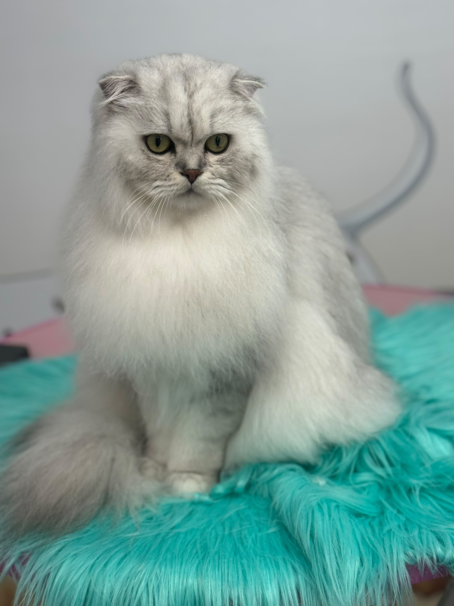 Professional cat grooming in Spalding at Tidy Tails