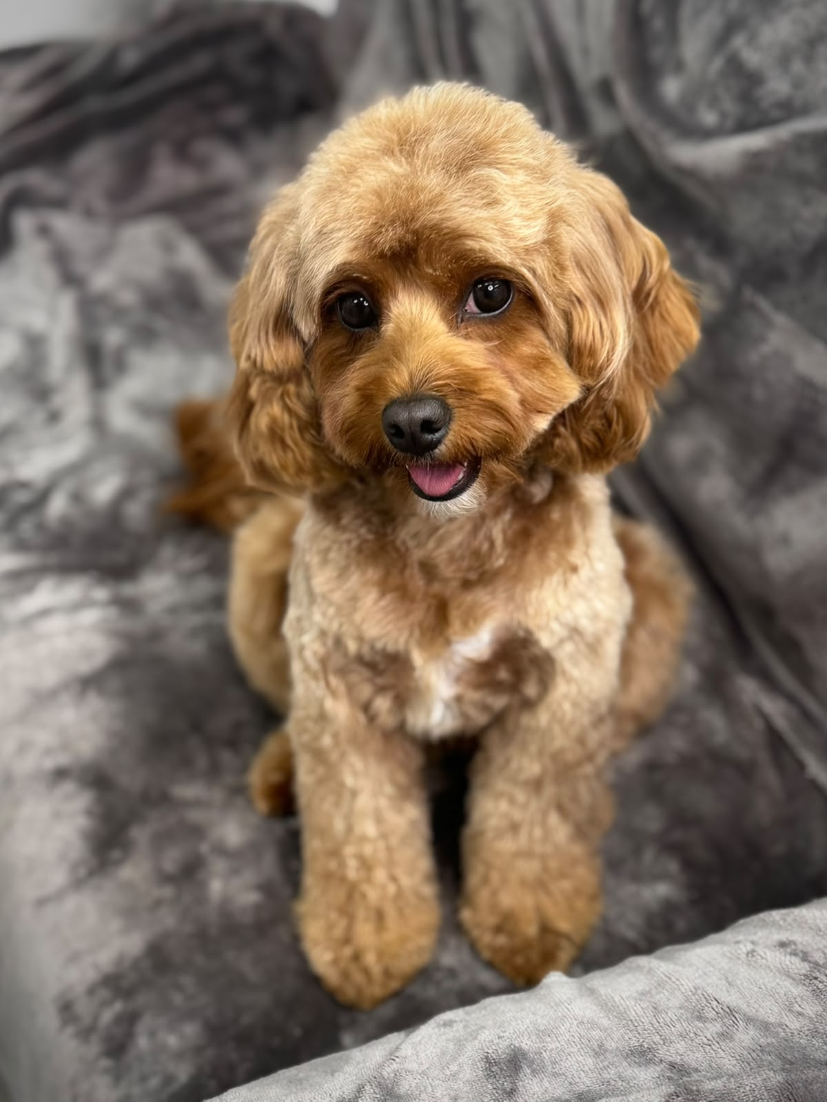 Dog grooming in Spalding at Tidy Tails by Anastasiia