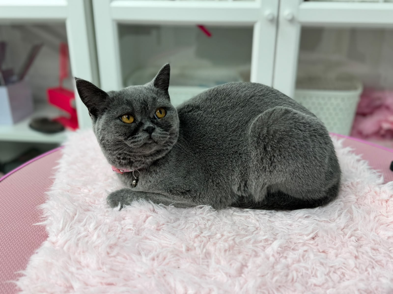 Cat grooming in Spalding at Tidy Tails by Anastasiia